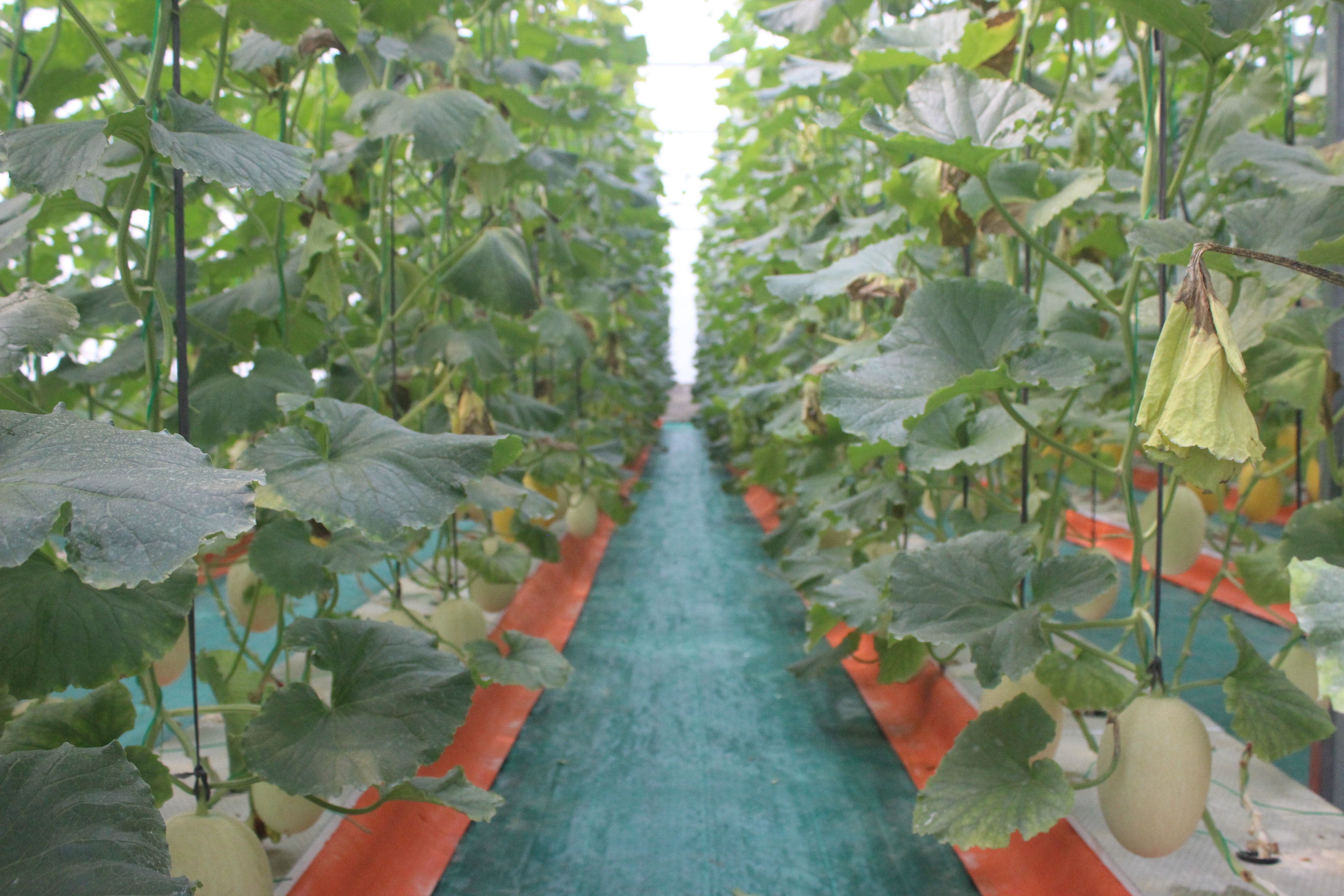 Ekowisata Greenhouse Nglumut