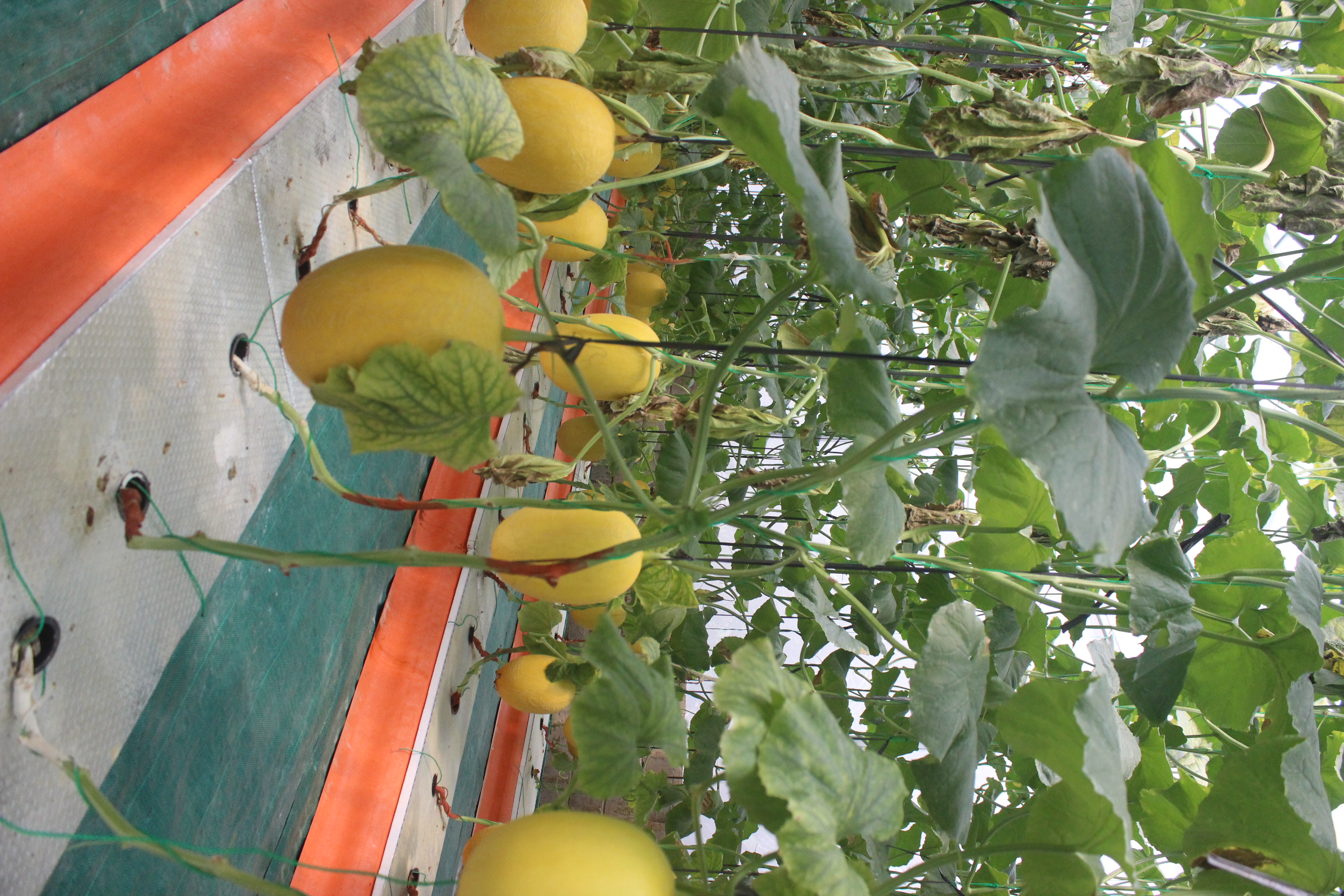 Ekowisata Greenhouse Nglumut